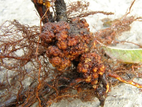  Bacterial root cancer on raspberries