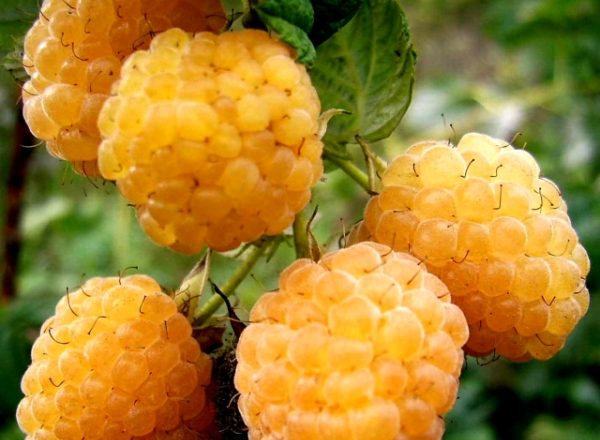  Variedades de frambuesas Yellow giant: descripción