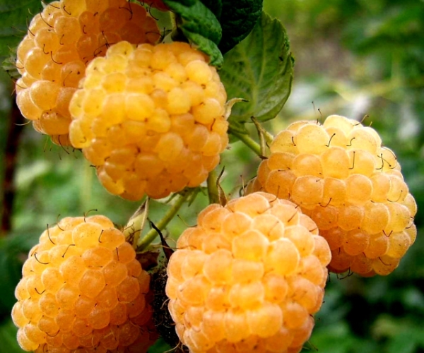  Variedades de frambuesas Yellow giant: descripción