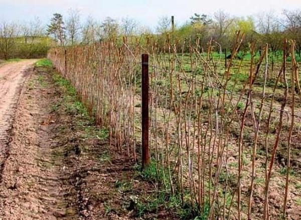  Planting raspberry