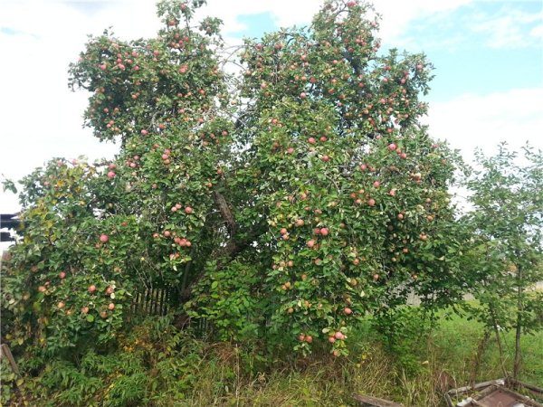  A árvore da variedade shrepel é caracterizada por uma coroa de grande difusão