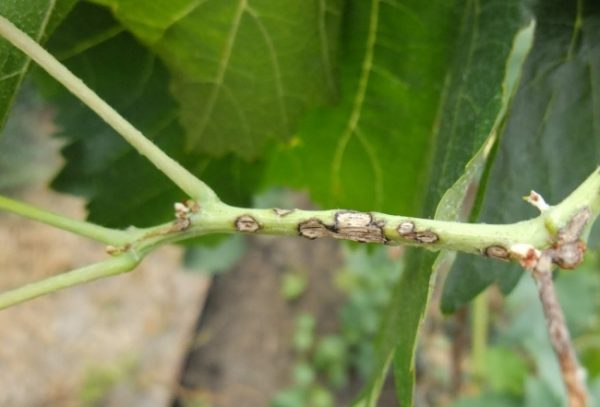  Raspberry anthracnose