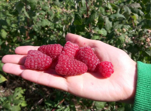  Sizes of berries of the Bryansk miracle