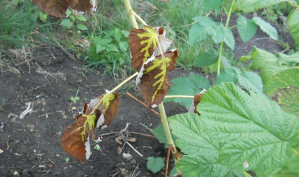  Raspberry leaf drying