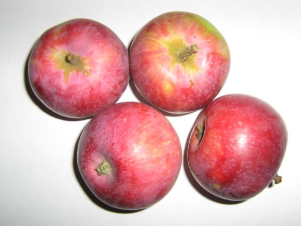  The advantages of apple varieties Glory to the winners include crop stability and cold resistance