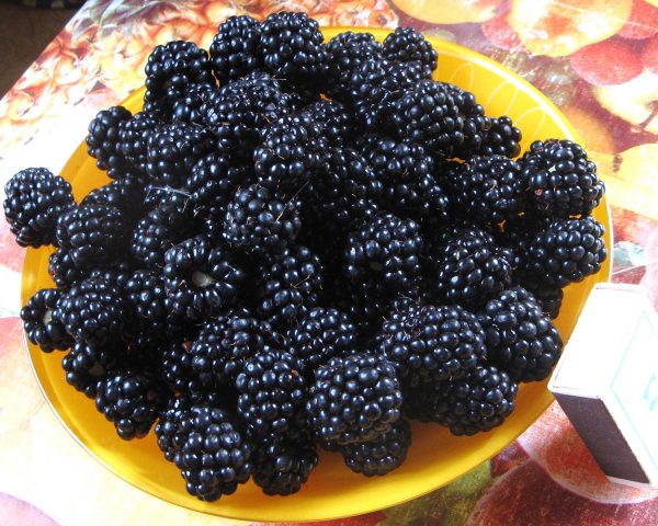  Black Raspberry Harvest