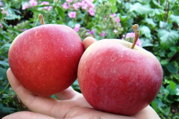  After harvesting apples Zhigulevskoe varieties need to be wrapped in paper and put in boxes