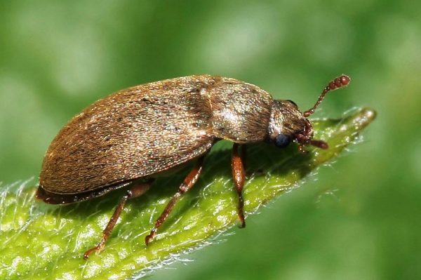  Raspberry beetle