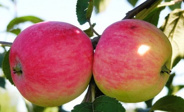  Melba apples