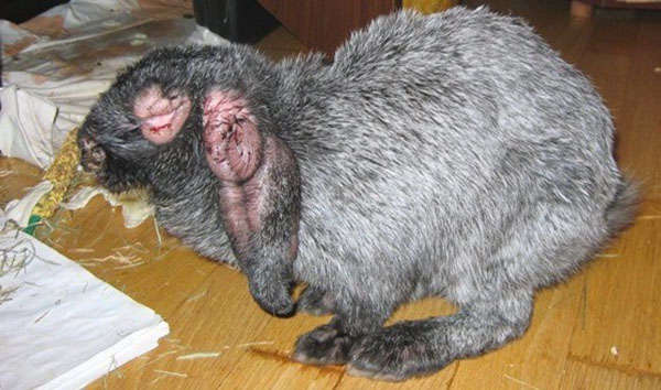  Myxomatosis - a dangerous disease for rabbits
