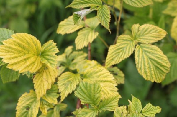  Raspberry chlorosis