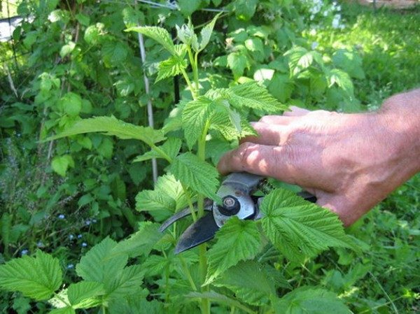  Recortar brotes de frambuesa jóvenes