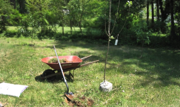  Saplings of apple varieties of Candy can be planted in the ground in spring and autumn periods