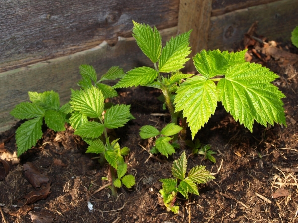  With a strong pruning raspberry forms a lot of root shoots