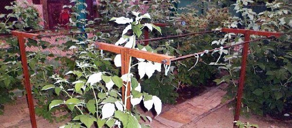  T-shaped trellis for raspberry
