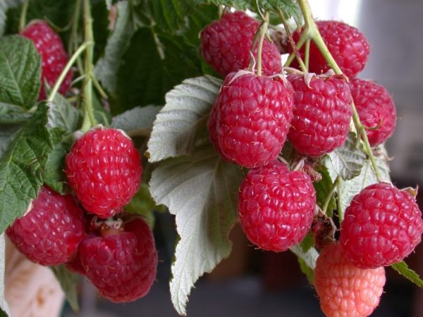  Variedad de Ural frambuesa Zorynka Altai