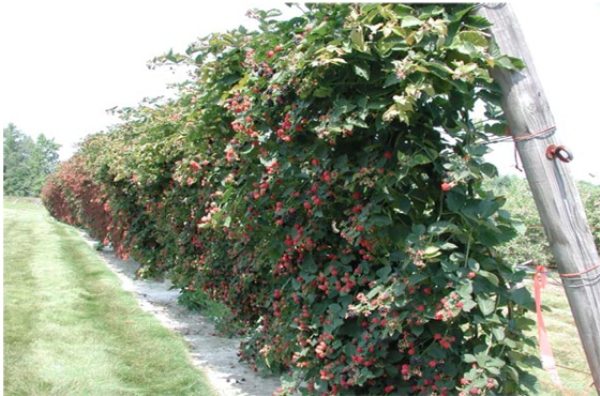  Raspberry bushes with fruits tied to supports