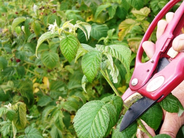  Malin Krasa Russia needs pruning bushes