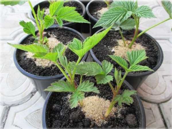  Reproduction of raspberries: ways and methods, features of planting seedlings