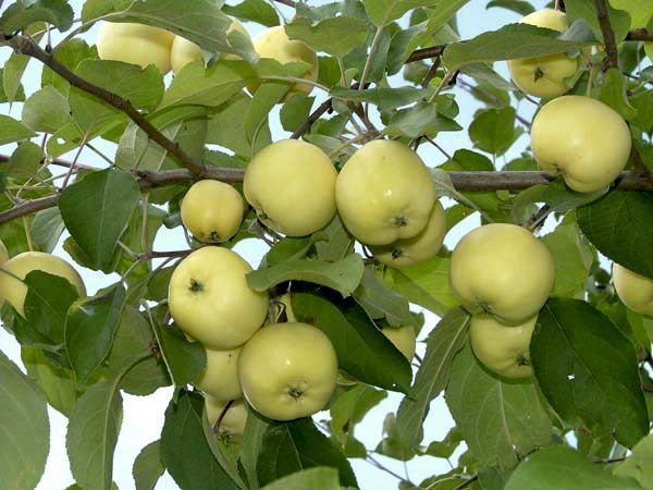  Antonov apples