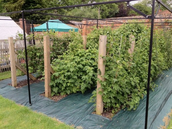  Tied raspberry bushes