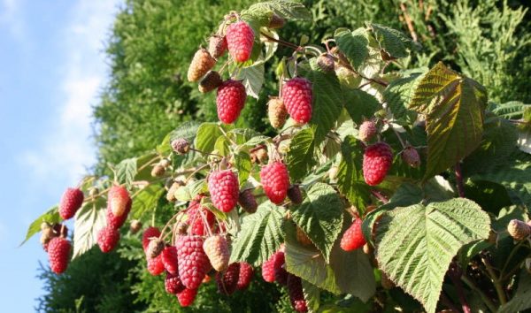  Ripe berries on a bush of Bryansk diva