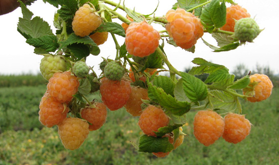  Apricot raspberry bush