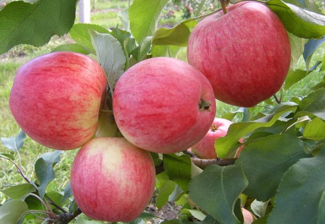  Anise apples