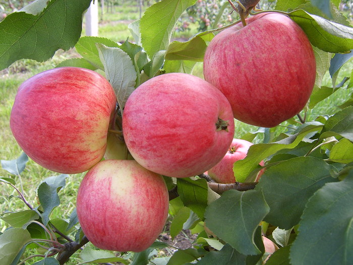  Maçãs anis