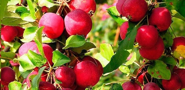  Apples raenki