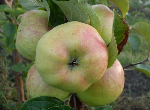  Variety of apple trees Bogatyr: breeding history, description and characteristics of the variety