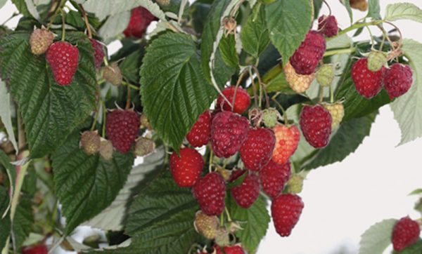  Raspberry bush atlas