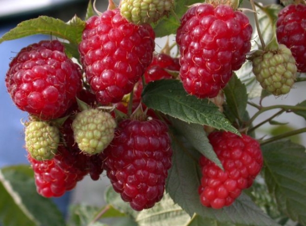  Planting raspberry Krasa Russia carried out in the spring and autumn