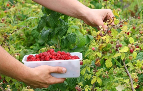  The raspberry variety Maroseyka bears fruit every year.