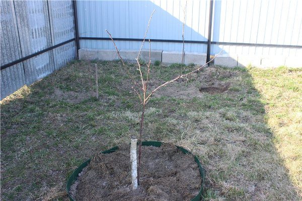  Plantarea răsadurilor Melba