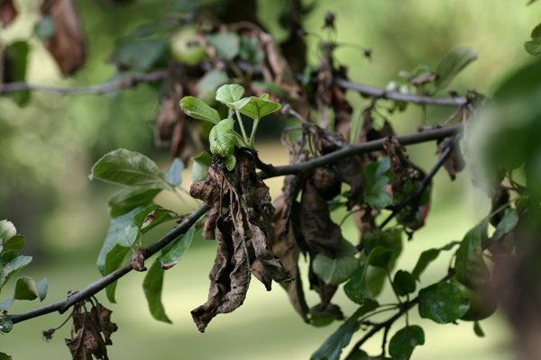  Bacteriose em folhas de maçã