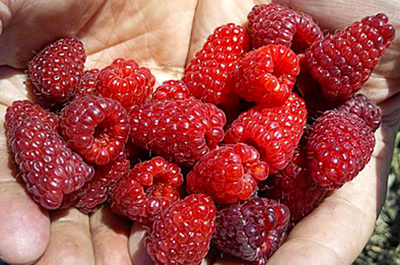  Collection of ripe raspberries