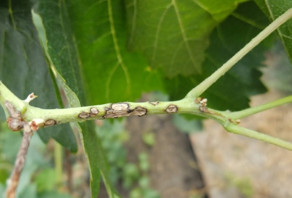  Polana raspberry diseases include anthracnose, dwarfism and botrytis.