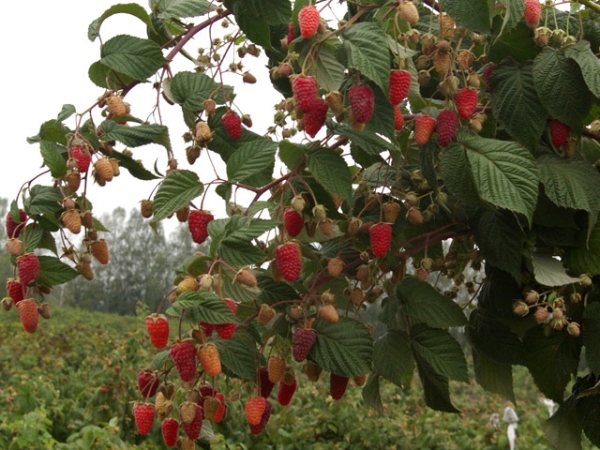  Frambuesa estándar: características y descripción de variedades, plantación y cuidado.