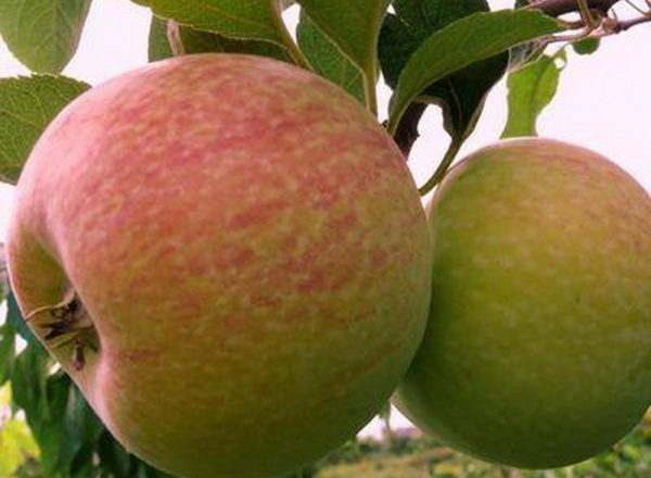  Apple variety of Candy: descriptive characteristics, rules of planting and care