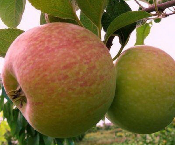  Apple variety of Candy: descriptive characteristics, rules of planting and care