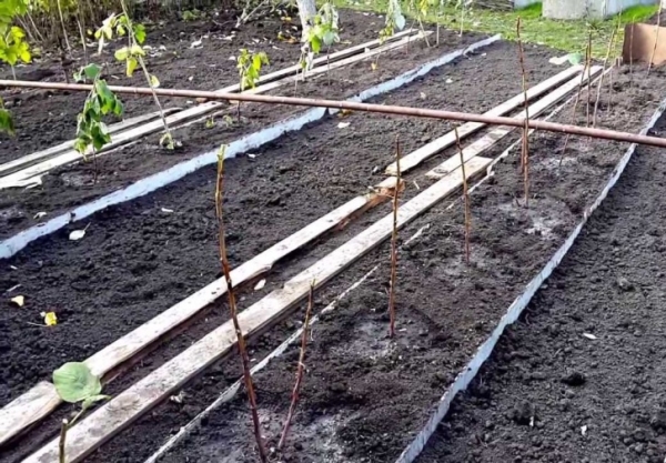  The rows of raspberries are best planted from north to south