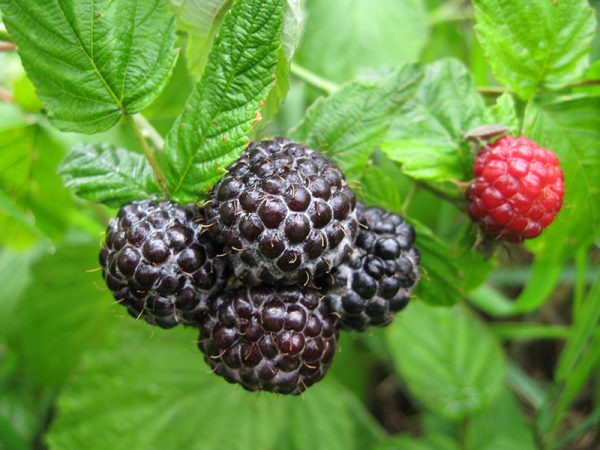  Raspberry berries on a bush