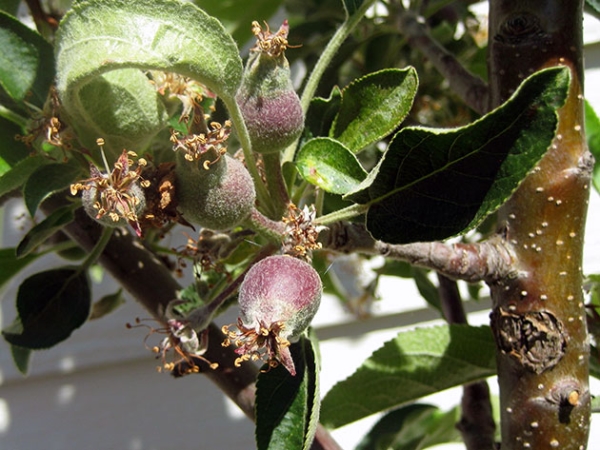  Le principali malattie e parassiti del melo sono: afide, cocciniglia, rampicante e tsveto e altri.