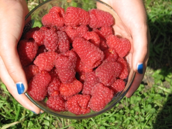  The lack of raspberry Maroseyka - over the years, the berries are shrinking