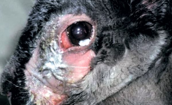  Dacryocystitis in rabbit