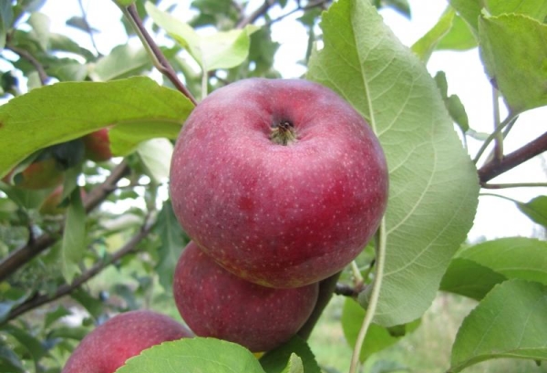  Apple tree varieties Lobo: descriptive characteristics, advantages and disadvantages