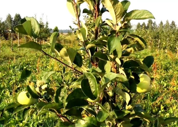  Apple variety Candy grows mainly in the European part of Russia, Belarus and Ukraine
