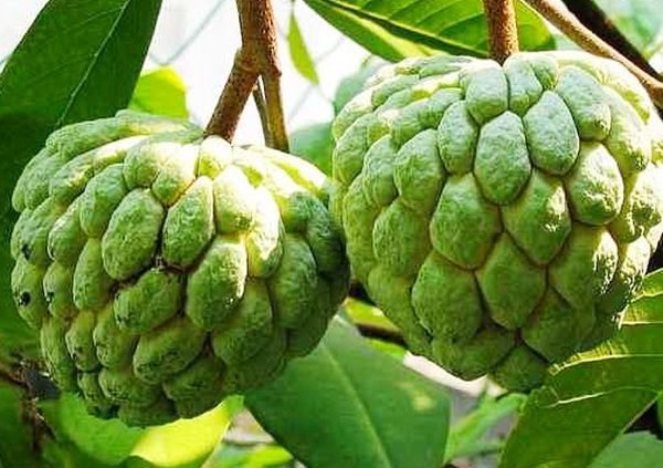  Sugar apple