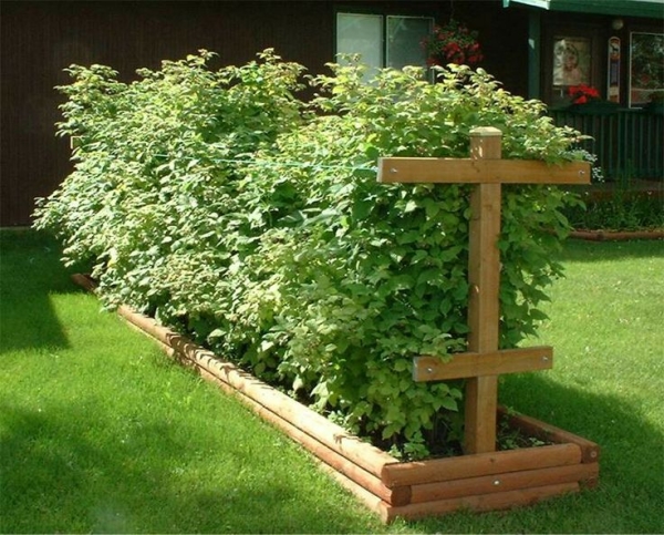  How to grow raspberries in the country: the rules and methods of planting and care